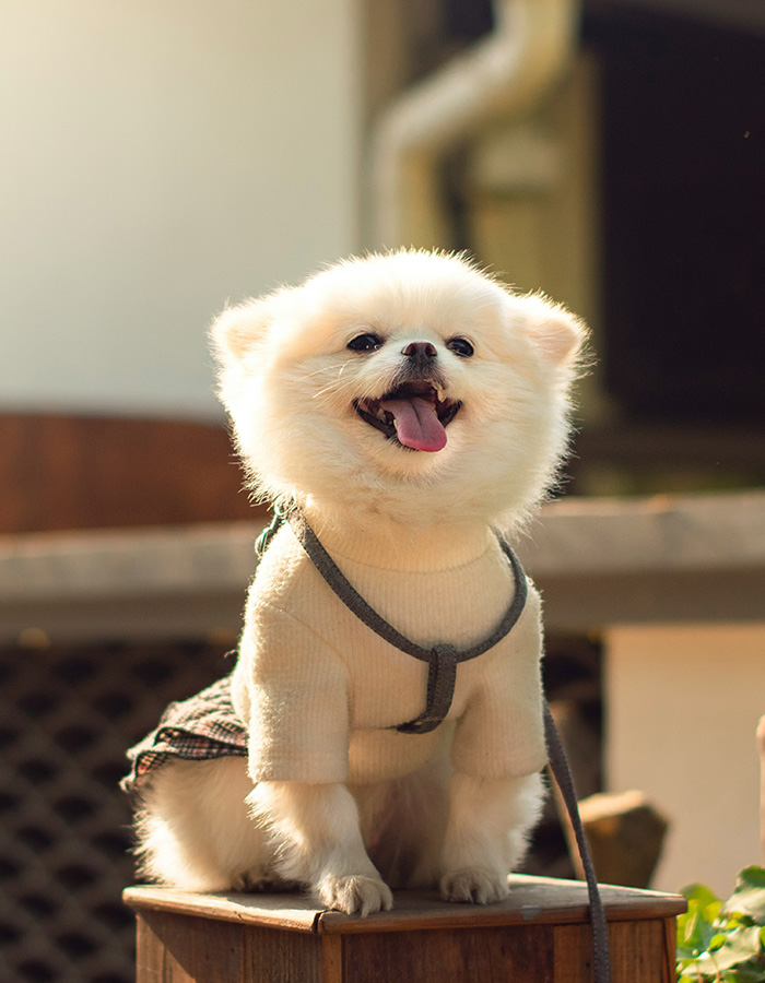 A fluffy white dog happily sitting on a box outside