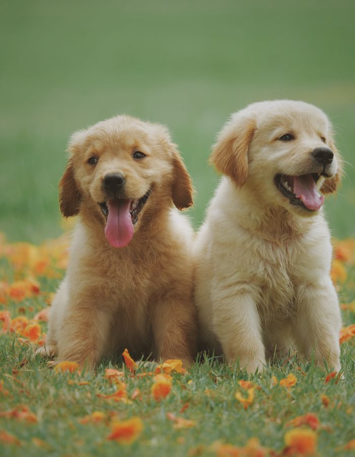2 puppies playing happily on the field