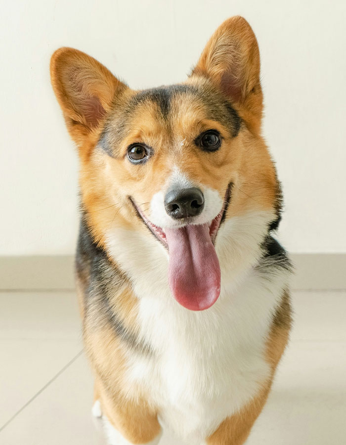 Cute dog happily looking in the front camera
