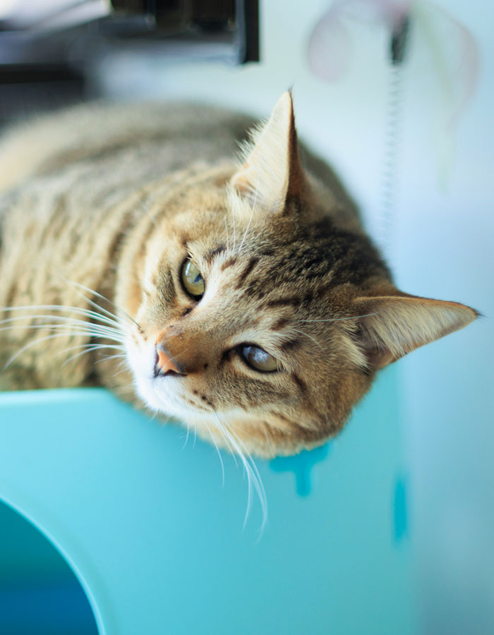 Cat relaxing on the couch