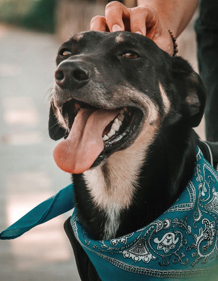 Black dog looking in front of the camera