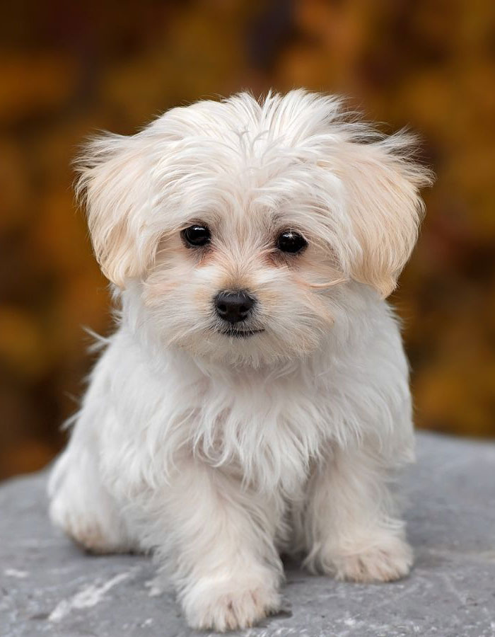 Cute puppy sitting on the chair looking into the camera