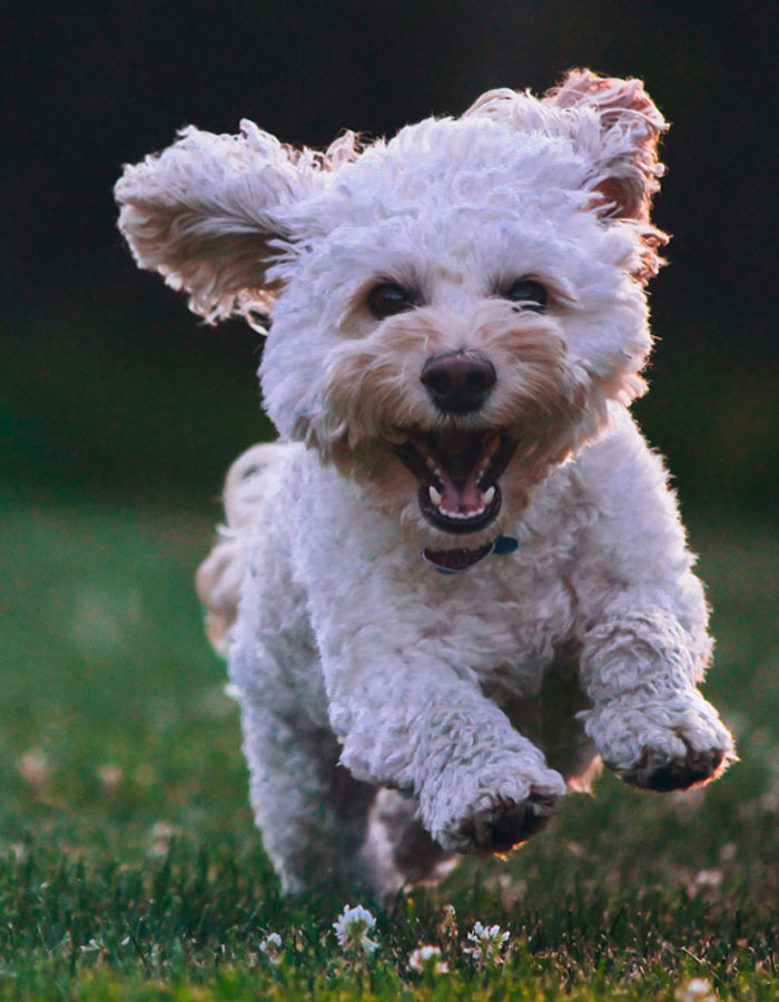 Happy puppy running around the field enjoying the moment