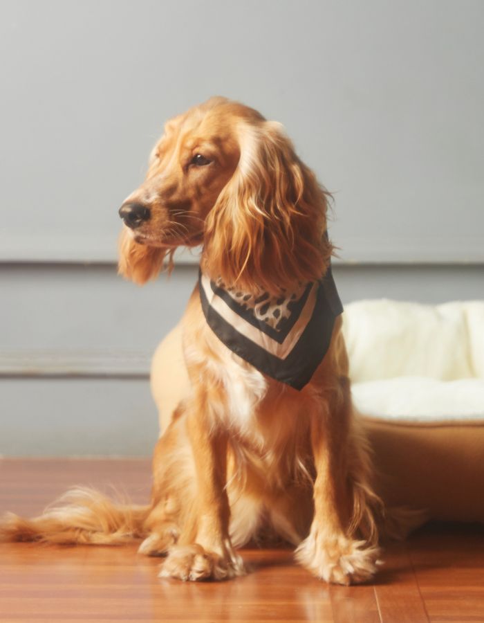 Lady caring her cute little white cat