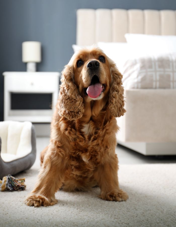 Dog on the bed in happy mood