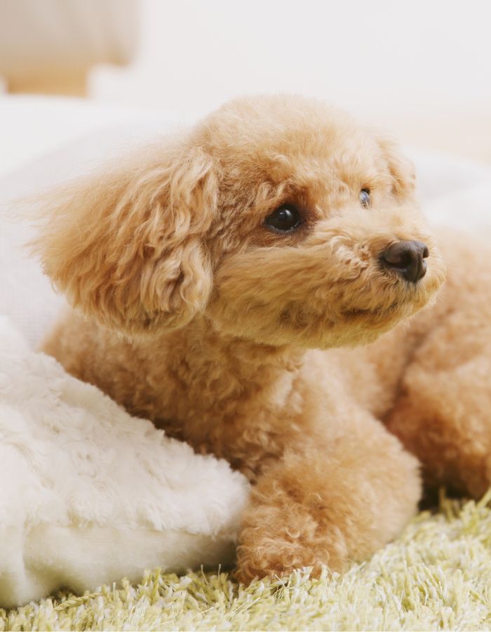 Small little puppy on the bed 