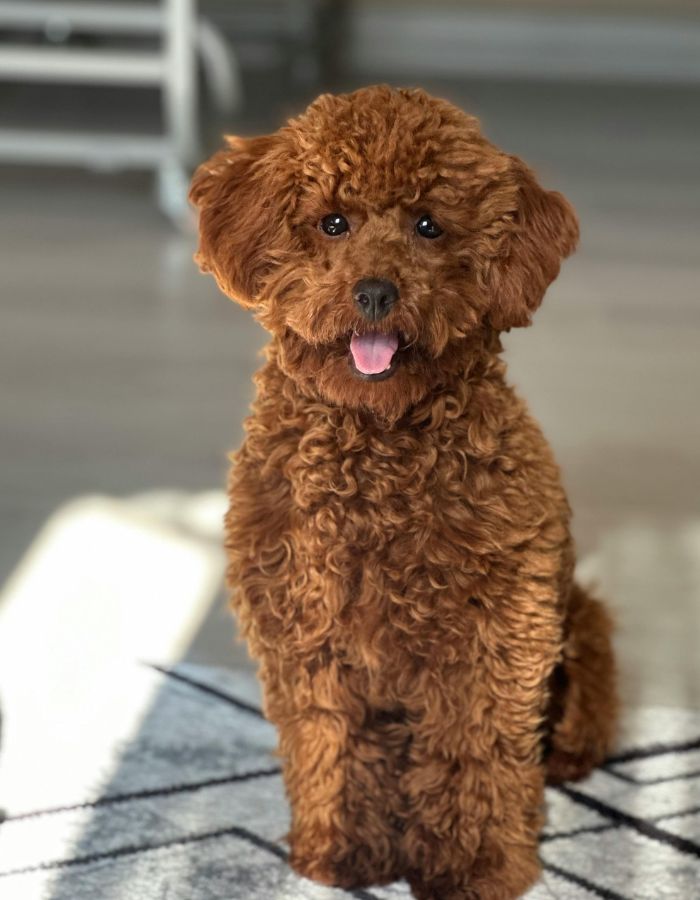 Cute brown dog on the floor ready to play
