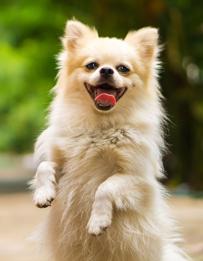 Speech happily jumping