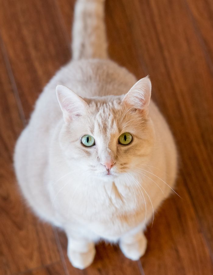 White cat looking at the top