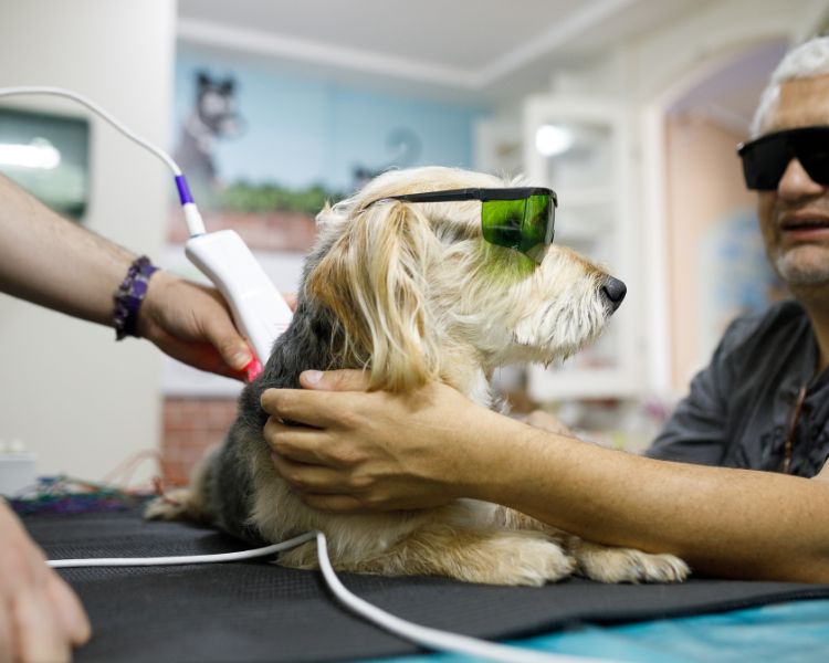 dog getting laser therapy inside the clinic