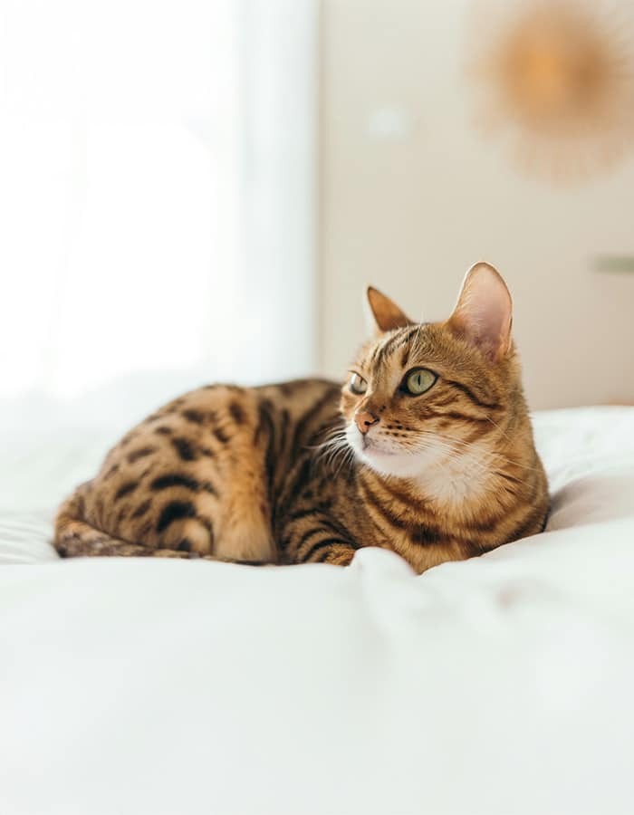 cute kitten looking in front