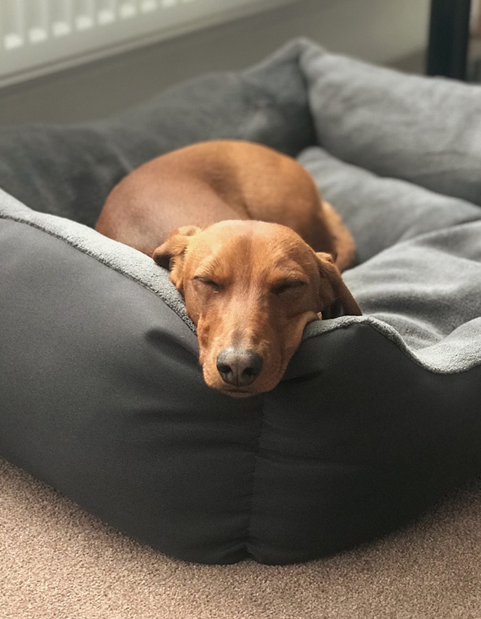 Happy puppy looking infront