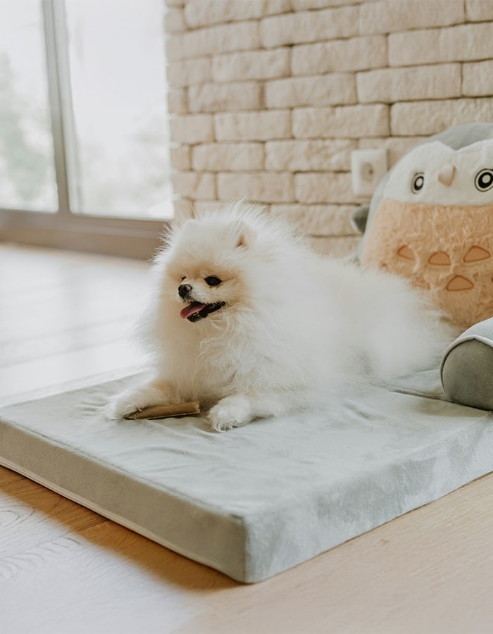 Cute and fluffy Speech dog looking happily