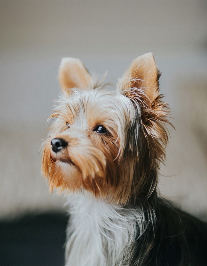 Black and white dog looking at the camera